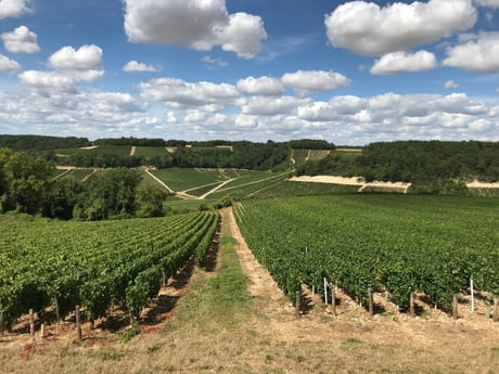 6-night all-inclusive cruise through the hills and villages of Northern Burgundy; enjoy gastronomy and adventure with our full crew at your service - vines of Chablis
