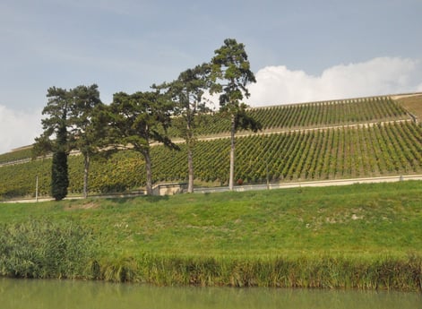 Vineyards seen from the canal.